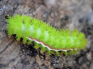 Io Moth - Automeris io